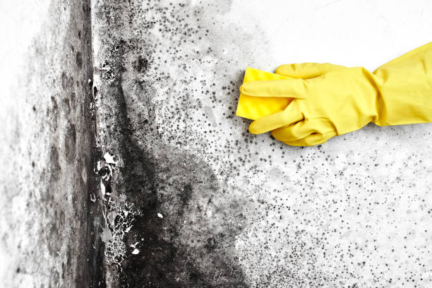 Best Post-Remediation Services in St Marys, KS