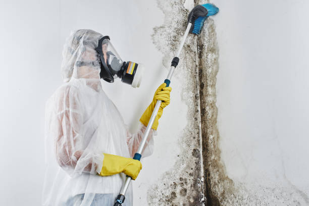 Best Crawl Space Mold Remediation in St Marys, KS