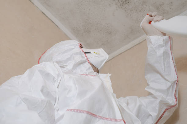 Best Residential Mold Remediation in St Marys, KS